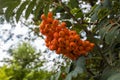 Mountain ash rowan tree branch with orange berries
