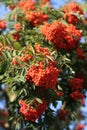 Mountain Ash, rowanberries