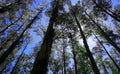 Mountain Ash in the Sherbrooke Forest-Victoria. Royalty Free Stock Photo