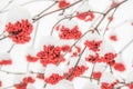 Mountain ash in winter Royalty Free Stock Photo