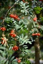Mountain ash, Sorbus Aucuparia branches with foliage and ripe bright orange berries on sunny day. Royalty Free Stock Photo