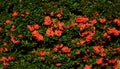 Mountain ash Sorbus Royalty Free Stock Photo