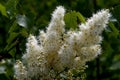 Mountain ash spirea blooms in the forest Royalty Free Stock Photo