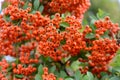 Mountain ash sudetsky (Sorbus sudetica Fritsch), branches with f Royalty Free Stock Photo