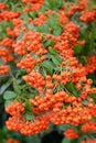 Mountain ash sudetsky Sorbus sudetica Fritsch, branches with fruits Royalty Free Stock Photo