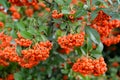 Mountain ash sudetsky Sorbus sudetica Fritsch, branches with fruits Royalty Free Stock Photo