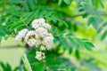 Mountain Ash Royalty Free Stock Photo