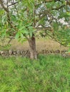 Mountain Ash Tree by dry stone wall in English countryside Royalty Free Stock Photo
