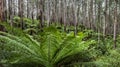 Mountain Ash and Tree Ferns Australian Rainforest Royalty Free Stock Photo