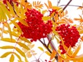Mountain Ash tree red berries and yellow leaves Royalty Free Stock Photo