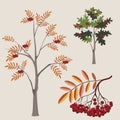 Ordinary mountain ash in various options with a le Royalty Free Stock Photo