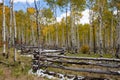 Mountain Aspen Grove