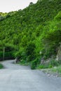 Mountain road in the midst of green freshness