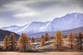 Mountain autumn landscape, valley, mountains with snow in the background, tree, Altai Royalty Free Stock Photo