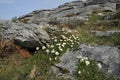 Mountain Avens on Limestone Pavement Royalty Free Stock Photo