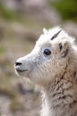 Mountain baby goat Royalty Free Stock Photo