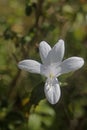 Mountain Barleria, Barleria Montana, Dongari koranti