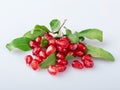 A mountain of beautiful young pomegranate seeds on a branch with green fresh pomegranate leaves isolated on a white background wit Royalty Free Stock Photo