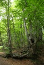 Mountain beech forest