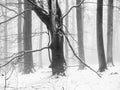 Mountain Beech Forest With Broken Tree Branches During Winter Season