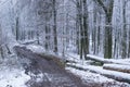 Mountain Beech Forest With cut down Trees During Winter Season