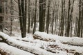 Mountain Beech Forest With cut down Trees During Winter Season