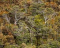 Mountain beech trees viewed from the Heaphy Track