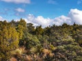 Mountain beech trees forest on the slopes of Mount Ruapehu volcano in Tongariro National Park, New Zealand