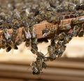 Mountain bees swarming on a frame of a hive, honeycombs