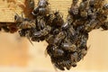 Mountain bees swarming on a frame