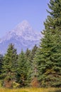 Mountain behind trees