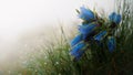 Mountain bell flowers covered in raindrops Royalty Free Stock Photo