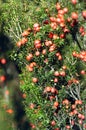 Mountain Berry Royalty Free Stock Photo