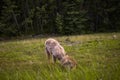 Mountain bighorn sheep graze along the road during molting. Rocky Mountain, Banff National Park, Alberta, Canada Royalty Free Stock Photo