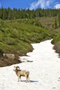 Mountain Bighorn Sheep