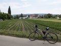Mountain Bike in a field of celery