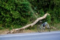 Mountain bike parking beside big tree falling