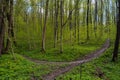 Mountain bike popular route panorama, winding countryside dirt road in forest thickets, tyre tracks, spring flowers rich vegetatio