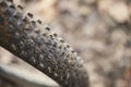 Mountain bike rubber tyre with dirty and dusty knobs