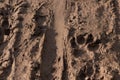 Mountain bike tire tracks and dog paw prints left in fresh wet mud by mountain bikers and dog walkers. Walk the dog in any weather