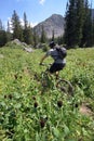 Mountain biker blur Royalty Free Stock Photo