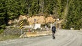 A mountain biker in a race going down a logging road and around a bend towards large trees.