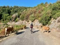 Mountain biker riding through cows along Corniche in Castagniccia, Corsica.