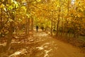 Mountain bikers biking in Alborz mountains during colorful autumn