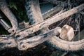 Mountain biking, dirty and broken bicycle closeup Royalty Free Stock Photo