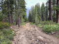 Mountain biking trail in california woods