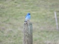 A Mountain Blue Bird in Montana Royalty Free Stock Photo