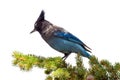 Mountain blue jay sitting on a branch in Colorado Royalty Free Stock Photo