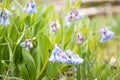 Mountain Bluebells Mertensia ciliata Detail