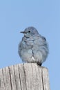 Mountain Bluebird